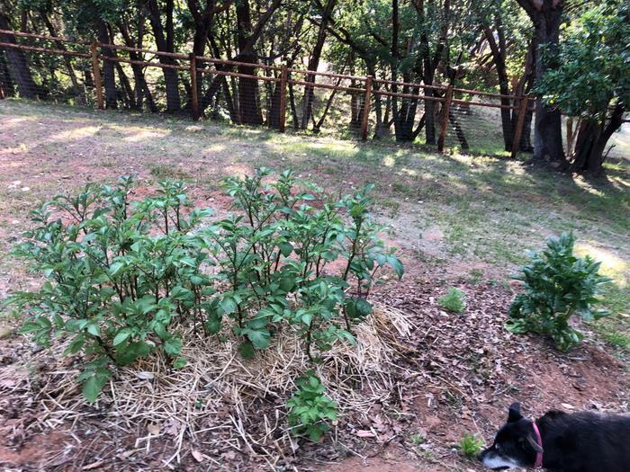 [Thumbnail for IMG_4633.jpg]