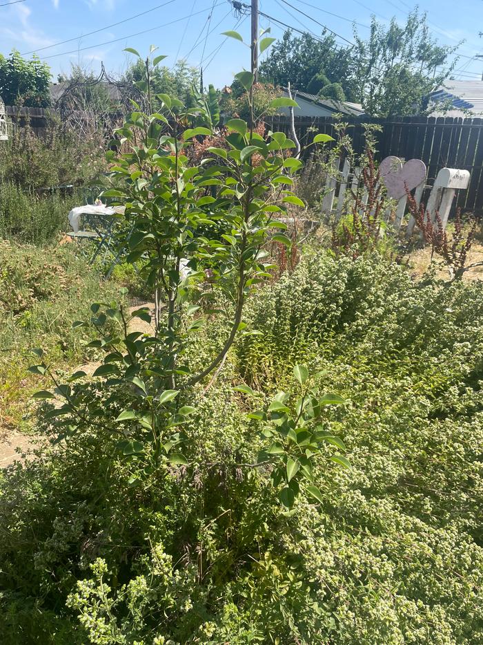 Oregano and pear tree 