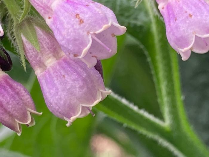 Comfrey