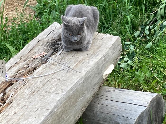 Tank cat donkey