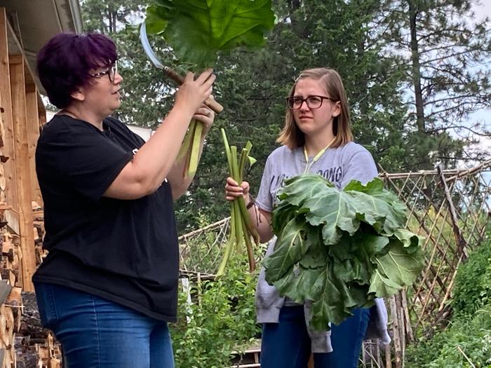 Harvesting some fine rhubarb