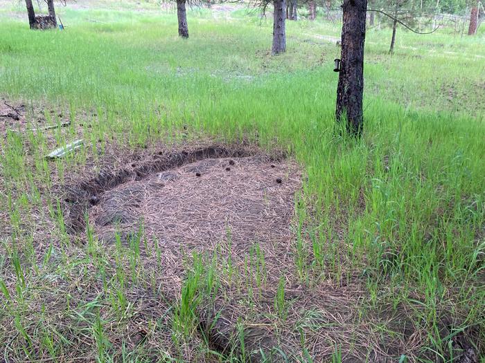 Also the grass only grew back on half of the tent pad 