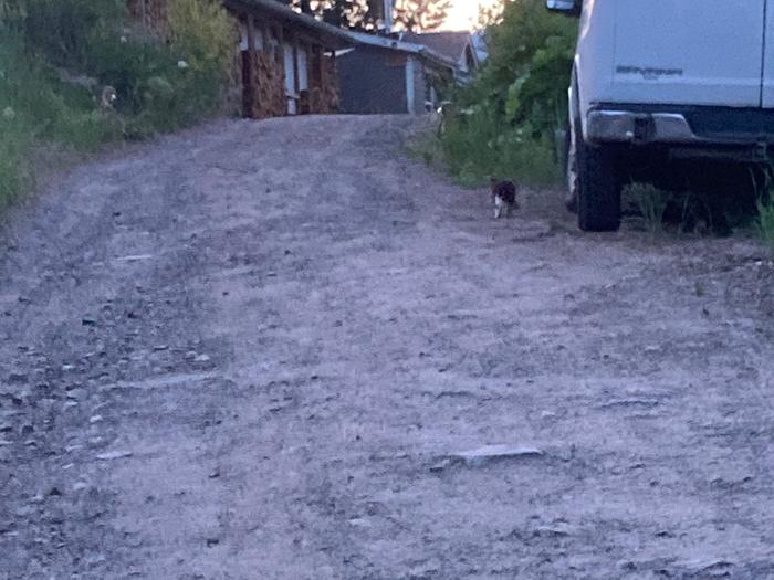 This cat caught a mouse for her four kids