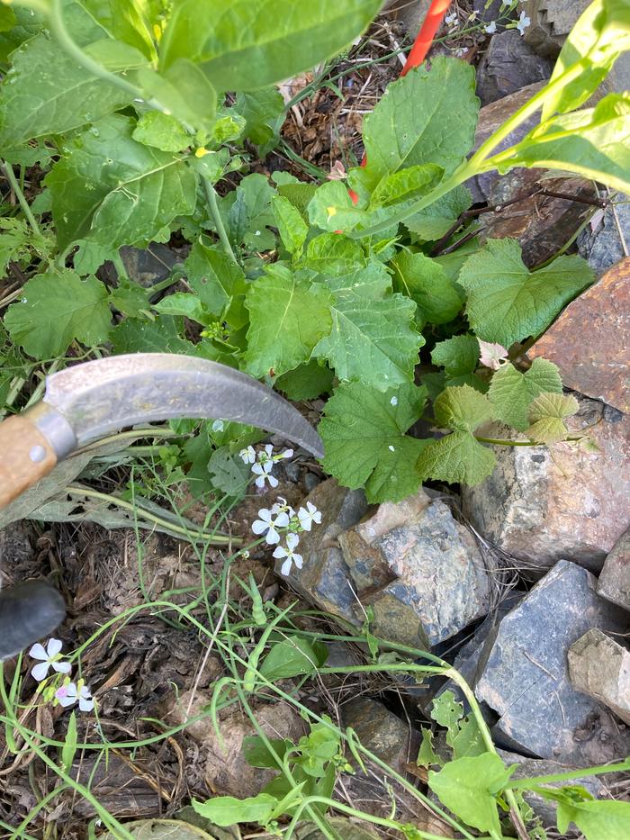 I believe this is a grape plant