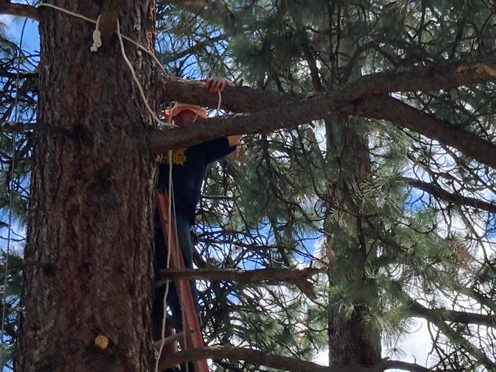 S works on the Bob tree