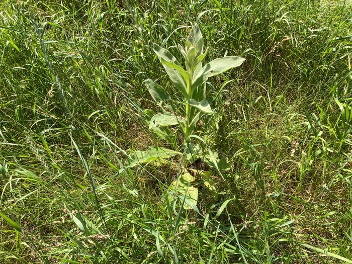 Found mullein on Thicccens yay!