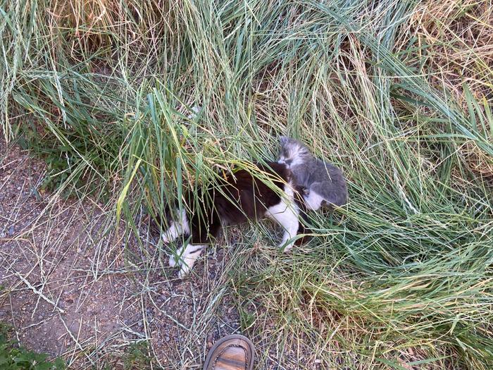 Little goat losing track of space and time