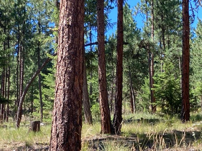 Peekaboo tree