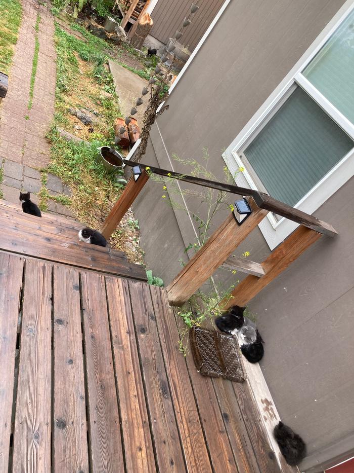 They came out to be on the deck for some reason