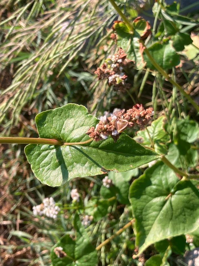 Morning light Buckwheat 