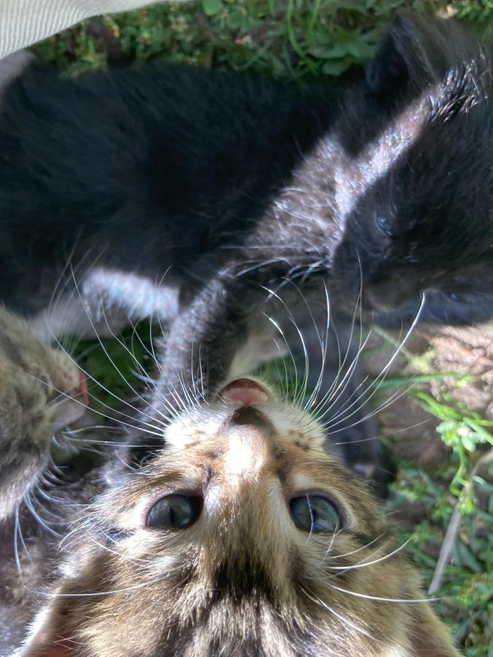 Brownie and silver stripes