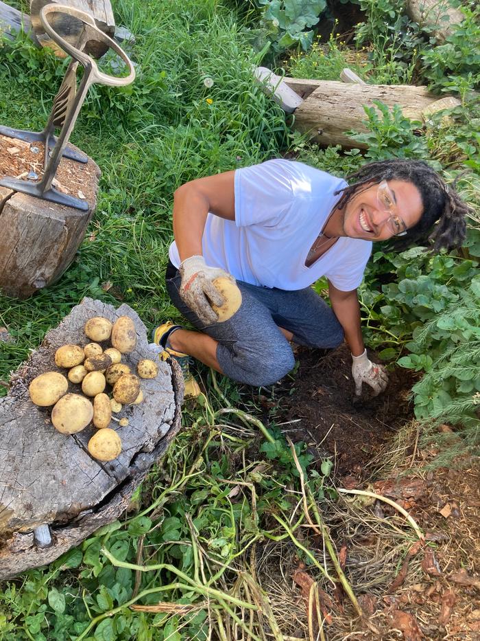 Potato gathering