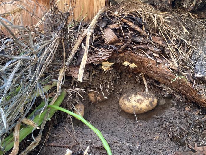 Spuds - in there!