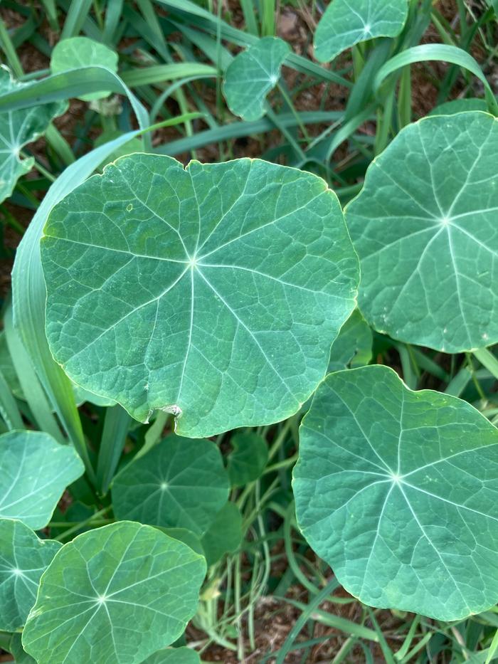 Nasturtium near willow bank.. what a hearty fellow 