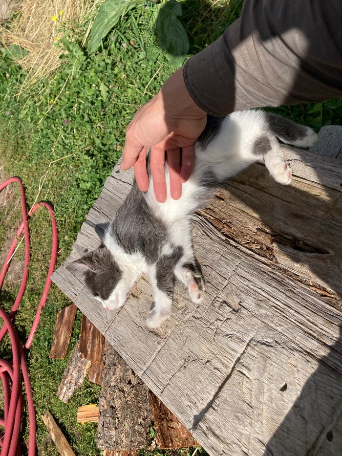 Belly rub in the sun