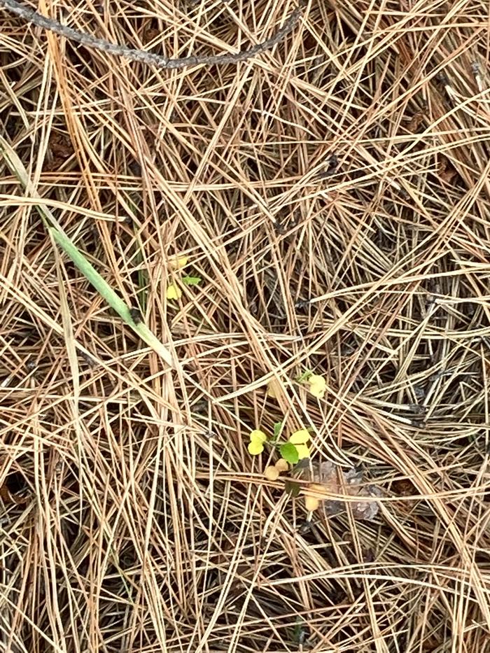 New sprouts during the cooling turn into fall at zoeland