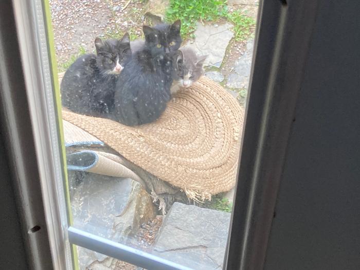 They’re sitting on warm rugs ha! These guys~!