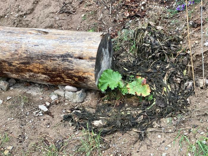 This guy is doing very well with the comfrey mulch