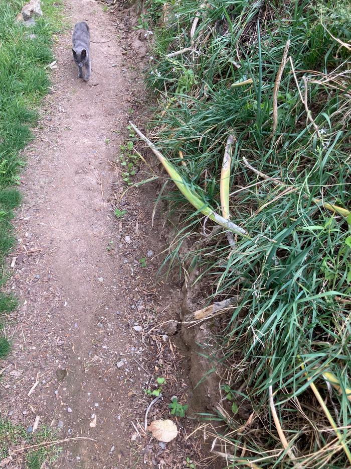 Volunteer brassica sprouts where a path was modified