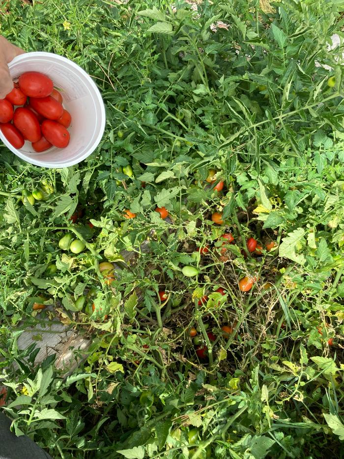 Tomato harvest