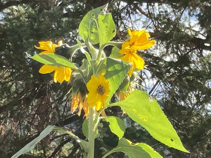 Sun choke or sun flower