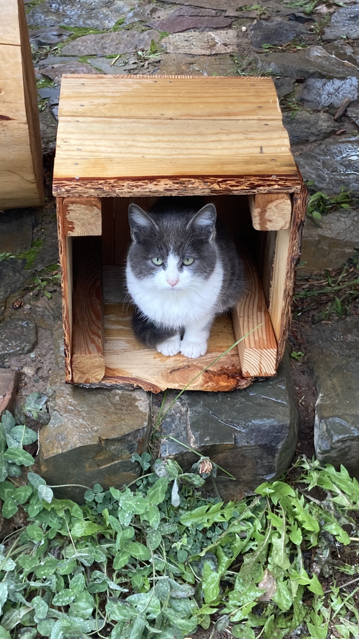 Greeter kitty