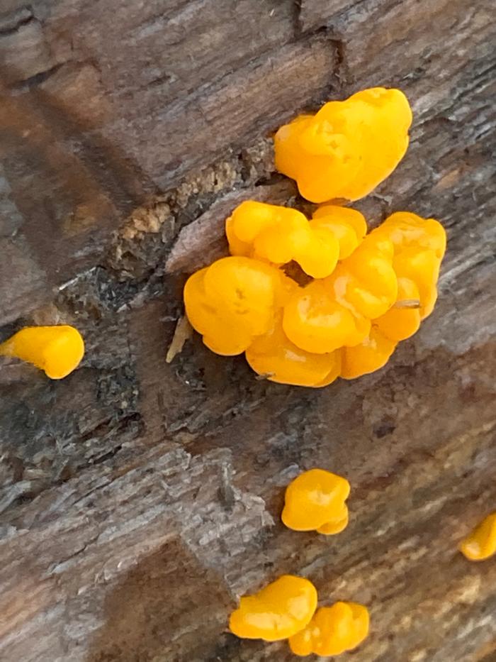 Some growing on the north side of a three log bench at plum plateau