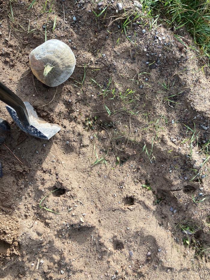 Digging a hole for this fuzzy pumpkin