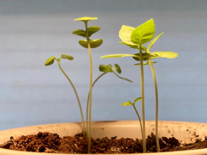 Basil babies