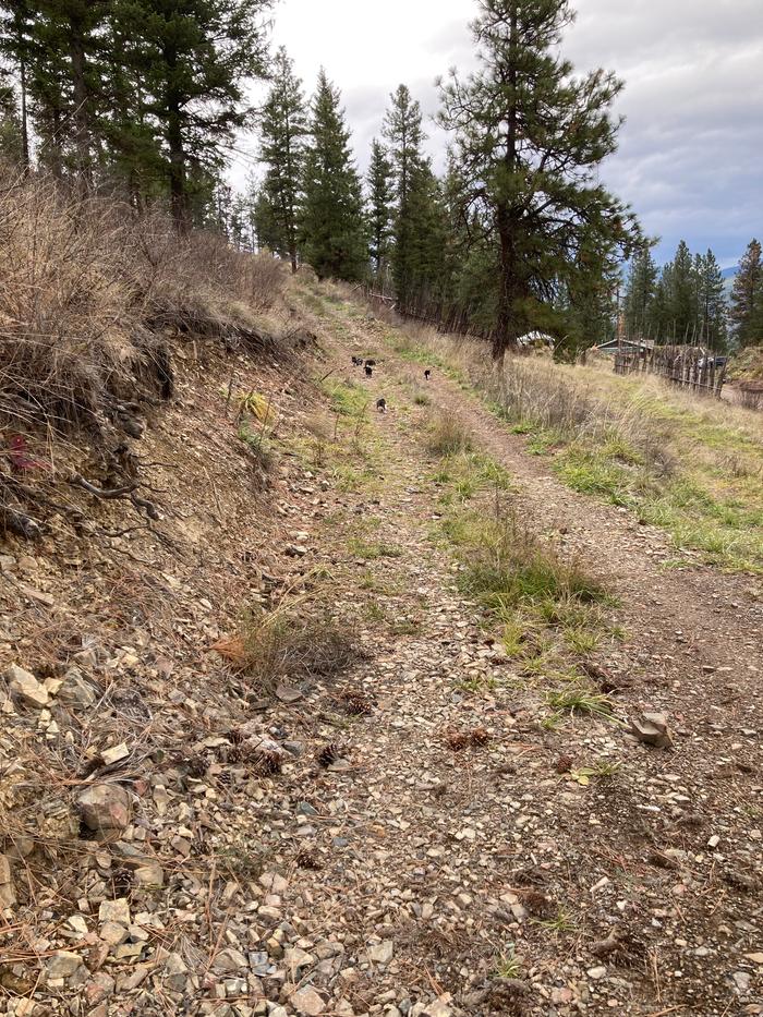 Cats trailing my hike wake