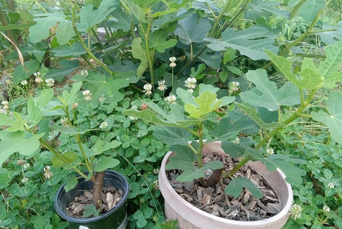 Rooted figs from cuttings