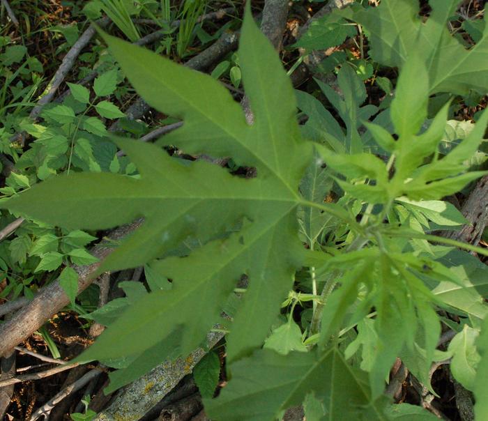 leaf of plant (it is a little out of focus my bad)