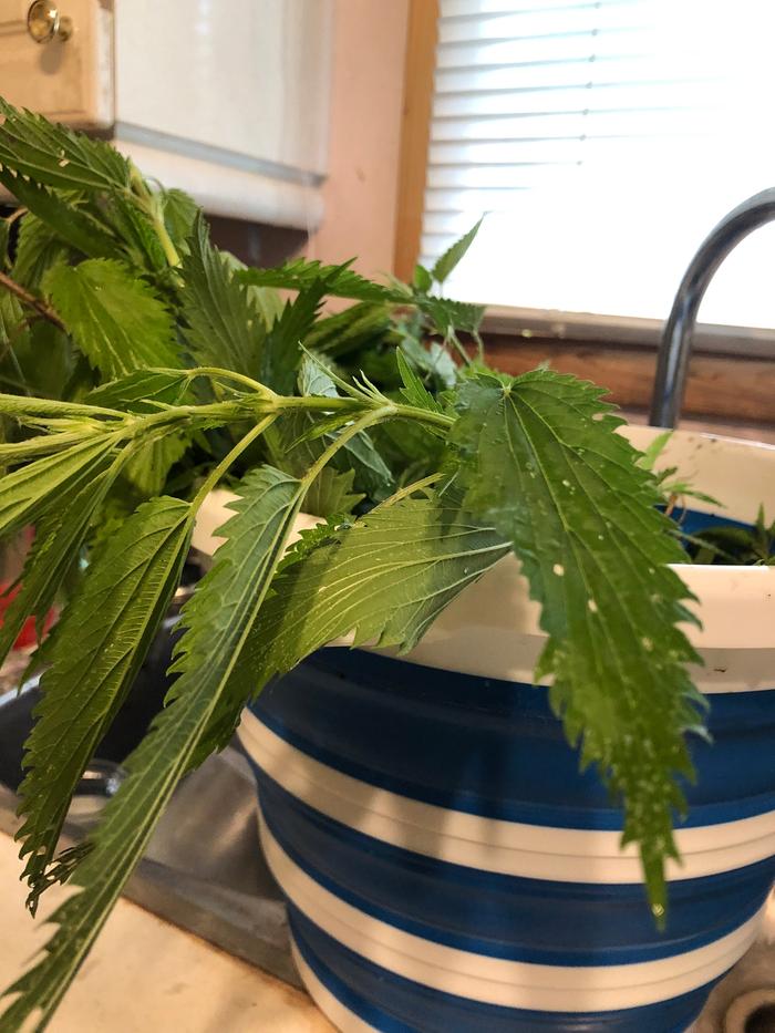 stinging nettle urtica dioica harvest and uses