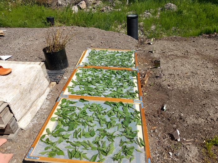 nettle urtica dioica leaves storage drying