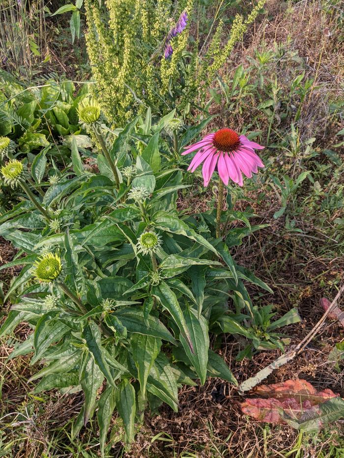Echinacea