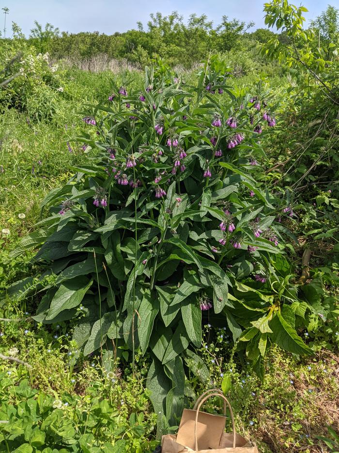 We planted just a few tiny root bits from a permaculture workshop led by Michael Judd. Look at 'em now!