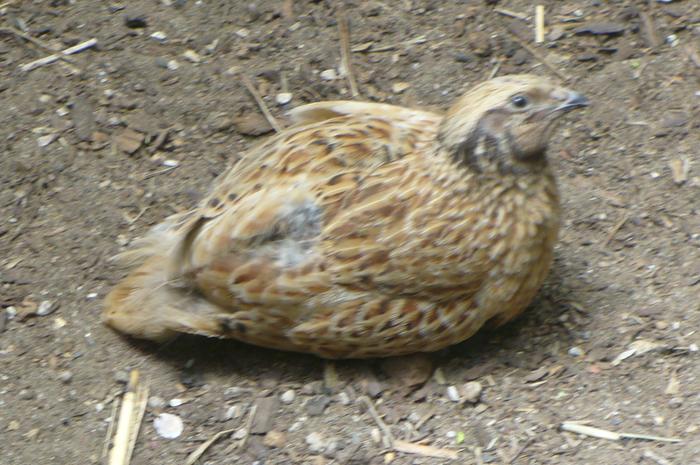 Tony, one of my birbs.