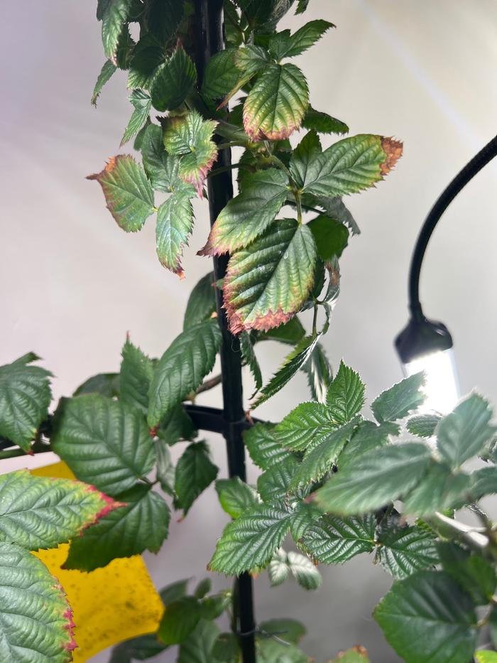 Blackberry Browning leaves closeup