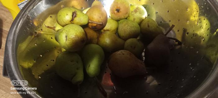 Small, hard , sour pears