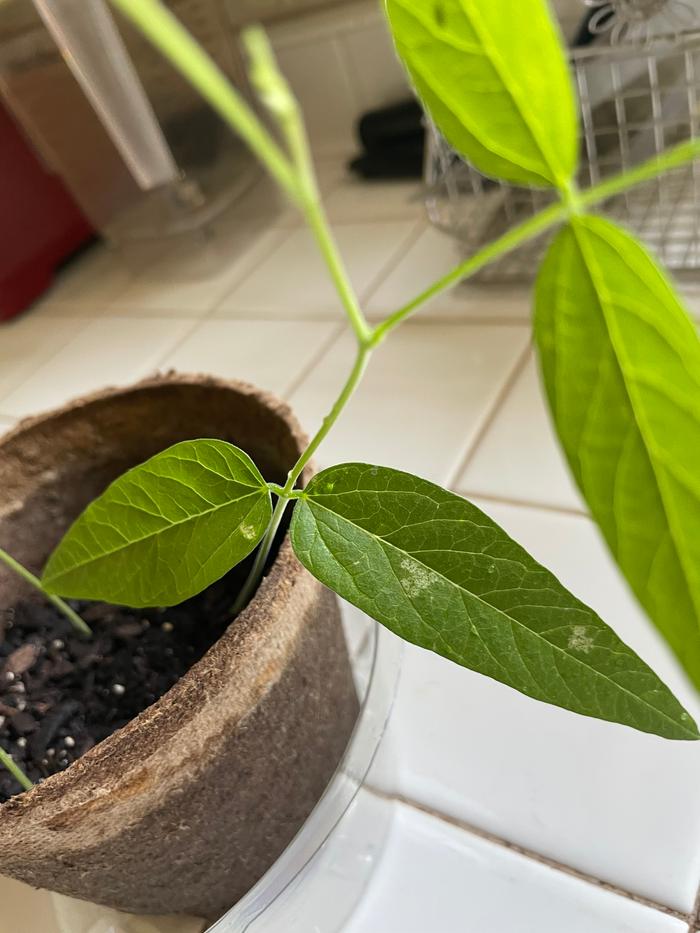 What is happening to their leaves? 