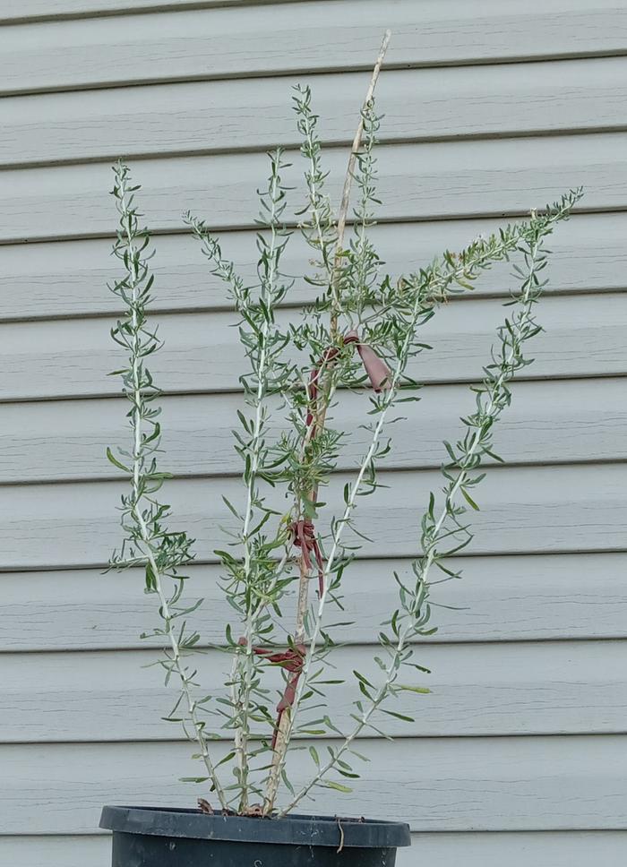 First year Black goji bush from seed