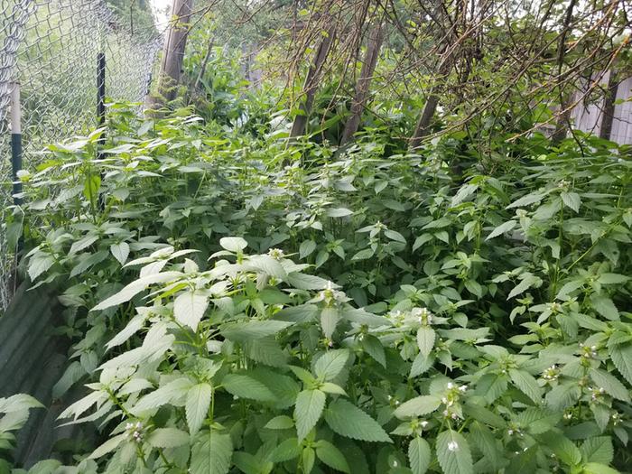 a groundcover of hempnettle in the chcken run