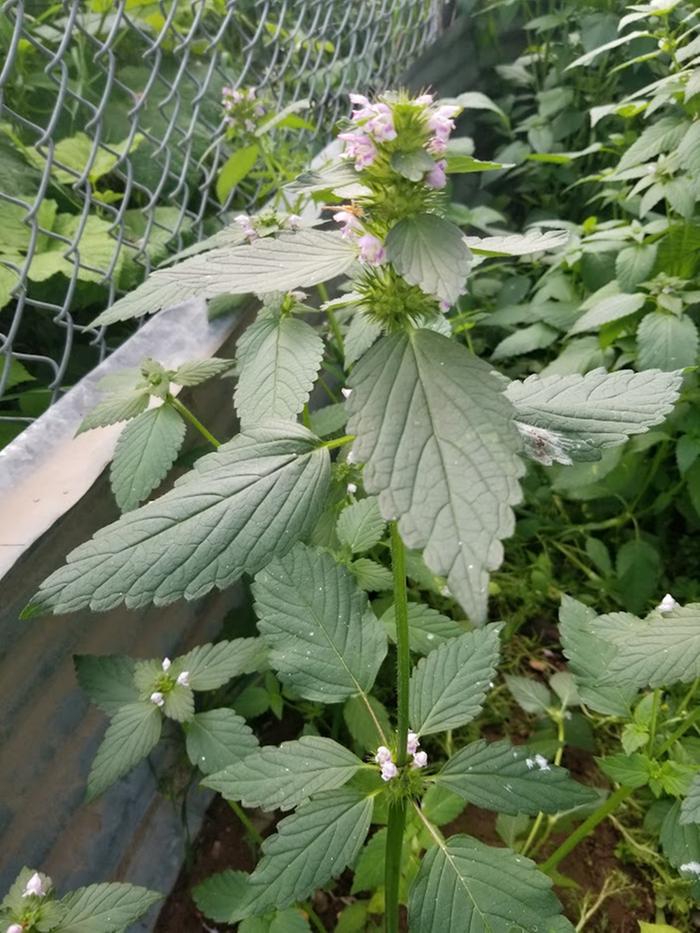 nettlelike plant with small pink flowers