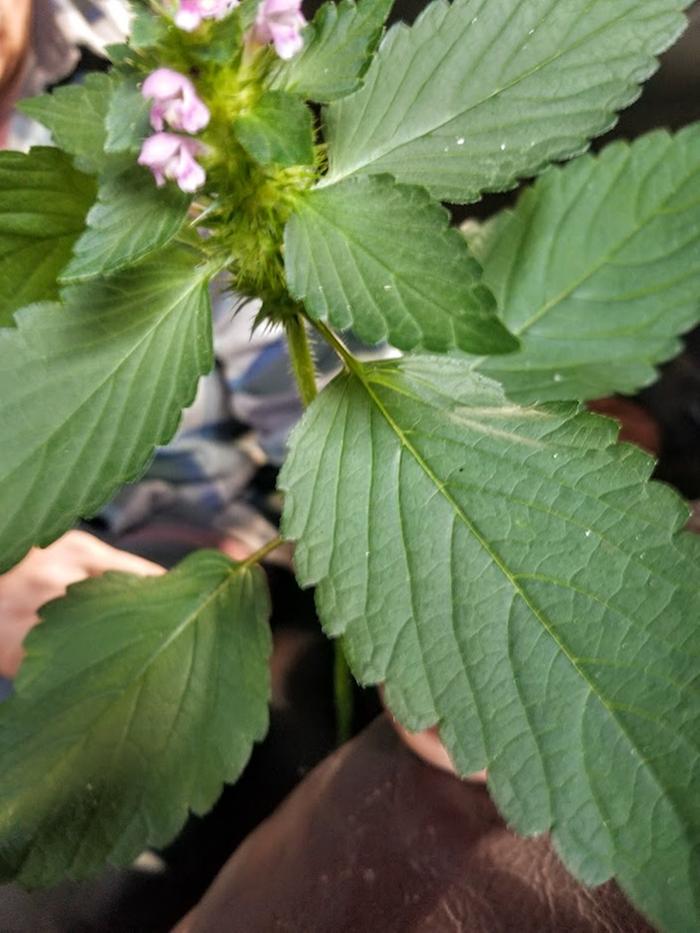 close up image of hemp nettle