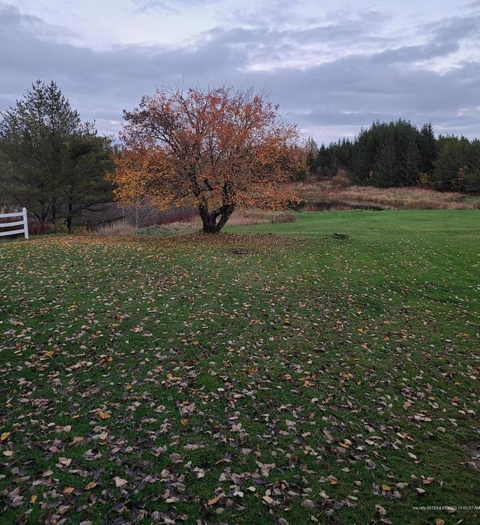 leafs in field