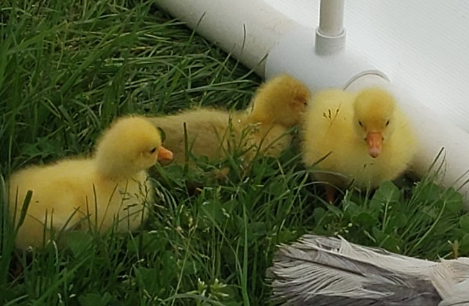 These gosling's know what grass is on day two! Venus, their foster mom, showed them.