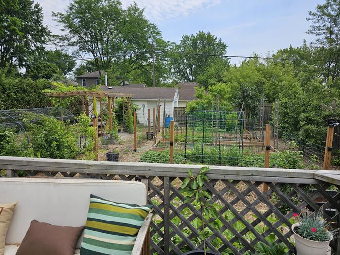 back yard food forest