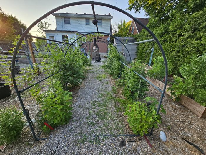 plants in arch trellis tunnel