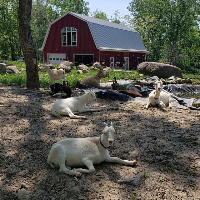 [Thumbnail for goats.jpg]