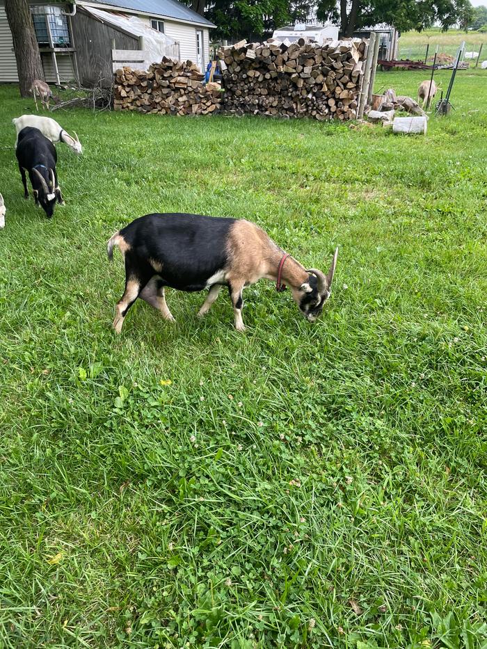 [Thumbnail for aphrodite.jpg]